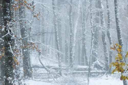 WALD-Frédéric-Demeuse-photography-forêts-primaires-forgotten-places-forest-photographer